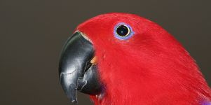 Papagei Hintergrundbild