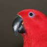Papagei-Hintergrundbild