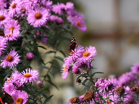 Pflanzen Hintergrundbild