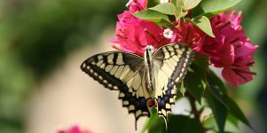 Schmetterlinge Hintergrundbild