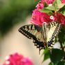 Schmetterlinge-Hintergrundbild