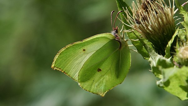 Schmetterlinge Hintergrund Bild