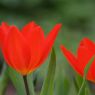 Tulpen-Blueten-Bildschirm-Hintergrund