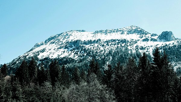 Alpen Wald Wallpaper