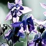 Blueten-Blumen-Wallpaper