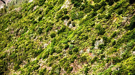 La Gomera Wald Wallpaper