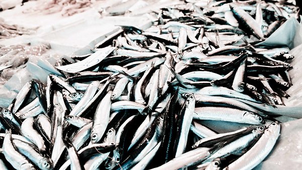 Mediterrane Fische Wallpaper