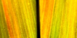 Pflanzen Gelbe Wallpaper