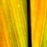 Pflanzen-Gelbe-Wallpaper