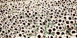 TItalien Sonnenblume Pflanzen Wallpaper