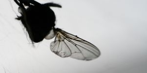 Fliege Wallpaper Bild