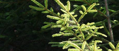 Die besten 1280-x-854-Wallpaper