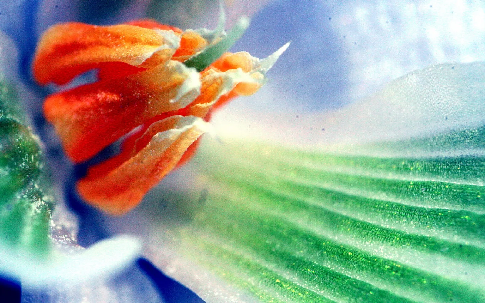 Makroaufnahme einer orangefarbenen Blüte mit Staubbeuteln vor einer grün gerillten Blütenblattfläche und blau-weißem, unscharfem Hintergrund