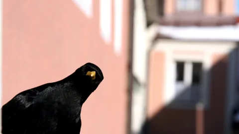 Schwarze Amsel mit gelbem Schnabel im Profil, der Kopf leicht geneigt, vor einer verschwommenen lachsroten Hausfassade mit weißen Fensterrahmen.