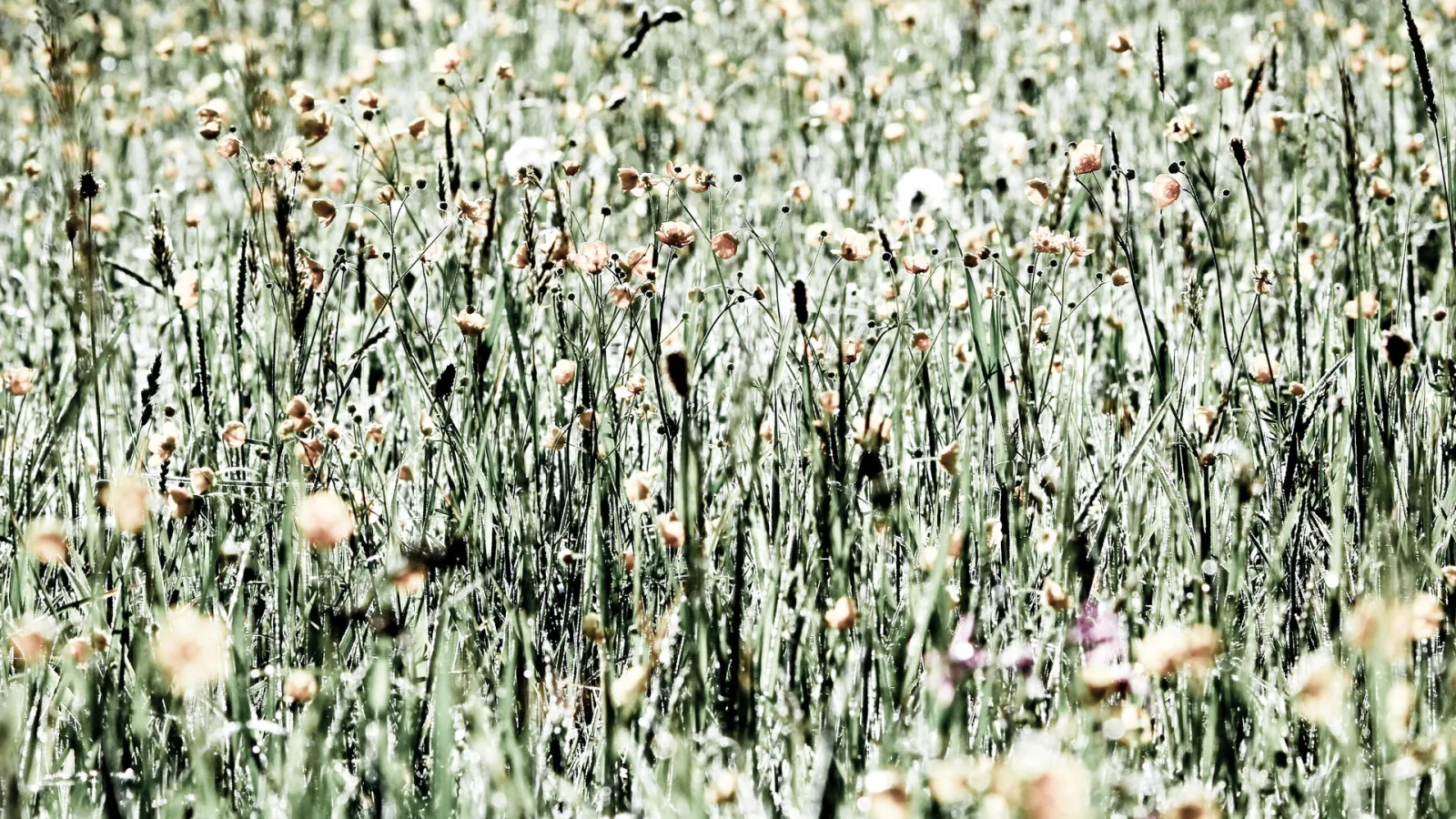 Dichte Frühsommerwiese mit hohen grünen Gräsern und vereinzelten hellen Mohnblüten, im Vordergrund unscharf, leicht entsättigte Farben.
