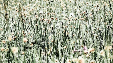Dichte Frühsommerwiese mit hohen grünen Gräsern und vereinzelten hellen Mohnblüten, im Vordergrund unscharf, leicht entsättigte Farben.