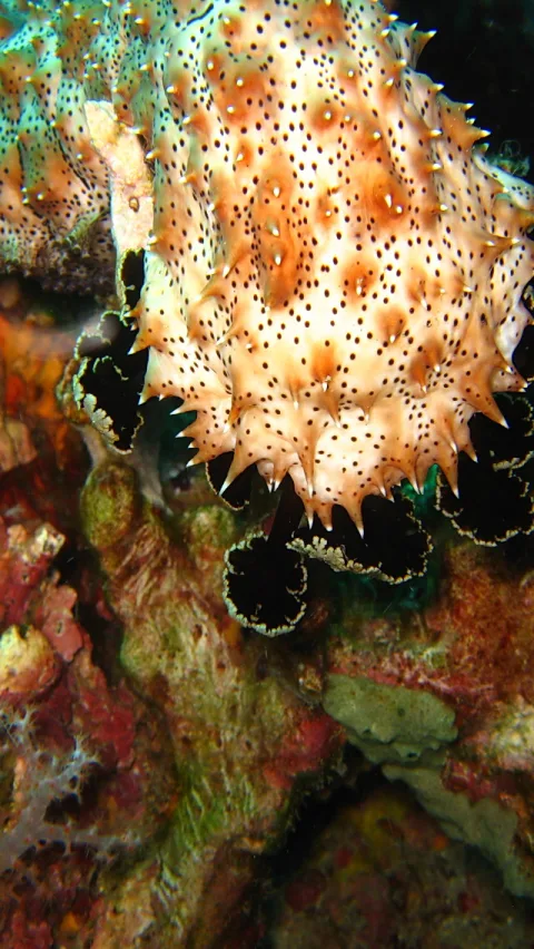 Unterwasseraufnahme einer orange-weiß gepunkteten Meeresschnecke mit spitzen Fortsätzen und schwarz gesäumten Rändern, vor bunt bewachsenem Korallenriff.