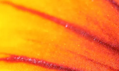 Nahaufnahme eines gelb-orangefarbenen Blütenblatts mit roten, geäderten Linien und feiner glitzernder Oberflächenstruktur.