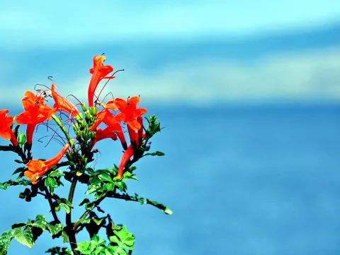 Mehrere leuchtend rote röhrenförmige Blüten an einem grünen Zweig, rechts im Bild verschwommen blauer Himmel und Meer.