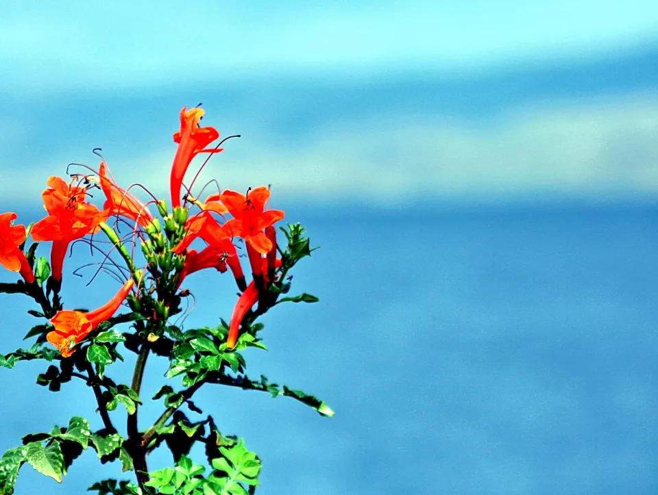 Mehrere leuchtend rote röhrenförmige Blüten an einem grünen Zweig, rechts im Bild verschwommen blauer Himmel und Meer.