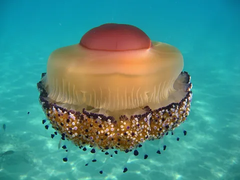 Eine Qualle mit cremefarbenem Schirm und rötlicher Kuppe schwebt über hellem Sandgrund im klaren, türkisblauen Wasser.