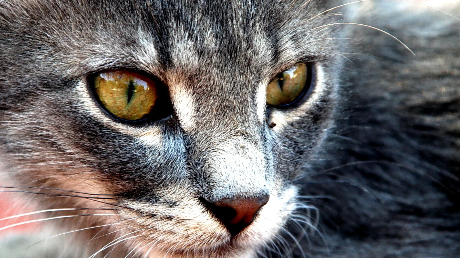 Nahaufnahme des Gesichts einer grau getigerten Katze mit gelbgrünen Augen und rosafarbener Nase, Blick direkt in die Kamera.