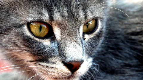 Nahaufnahme des Gesichts einer grau getigerten Katze mit gelbgrünen Augen und rosafarbener Nase, Blick direkt in die Kamera.