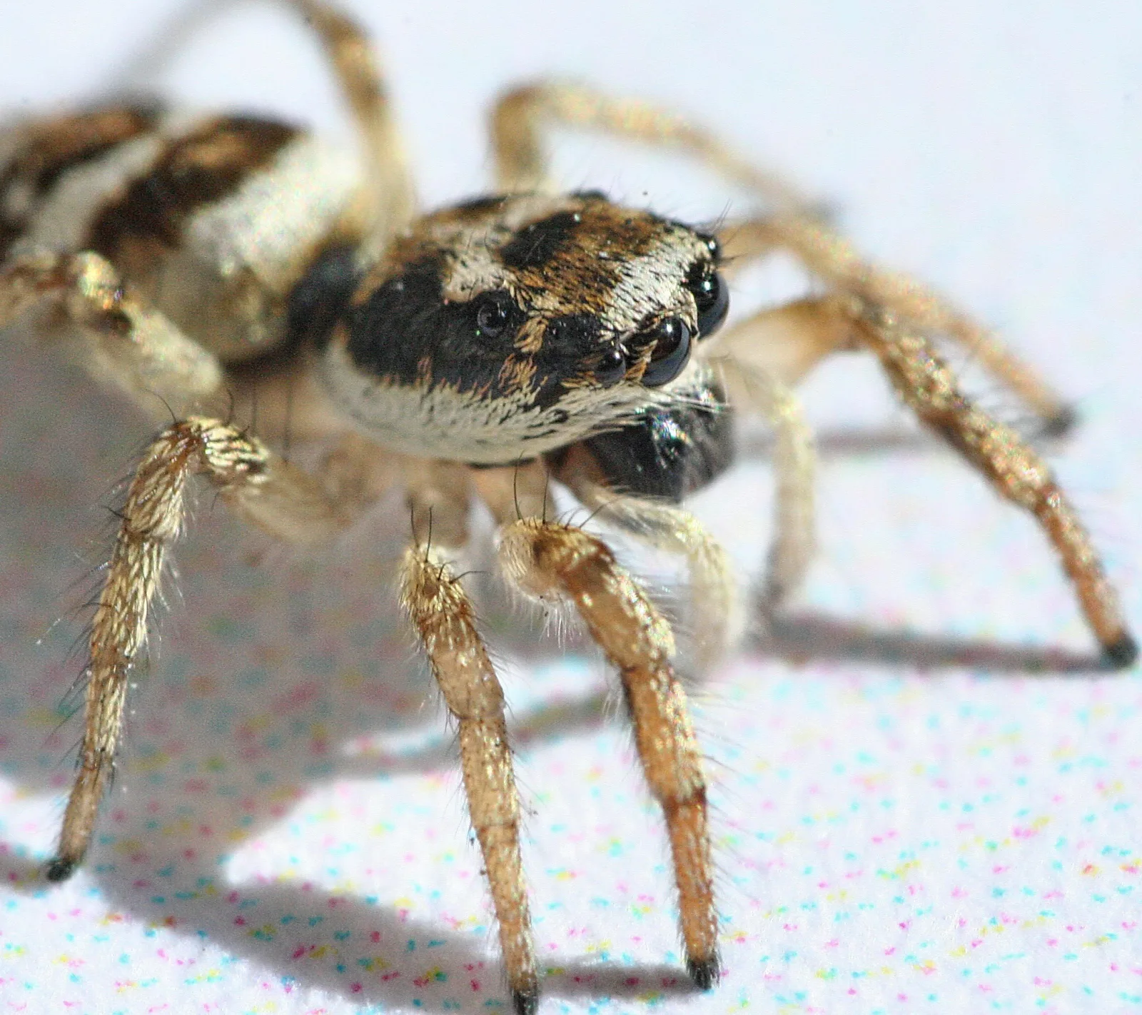 Nahaufnahme einer Springspinne mit gestreiftem, braun-weißem Körper, großen dunklen Augen und behaarten Beinen auf hellem Untergrund