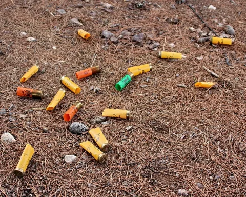 Mehrere leere Schrotpatronenhülsen in Gelb, Orange und Grün liegen verstreut auf braunen Kiefernnadeln, dazwischen graue Steine und ein kleiner Zapfen.