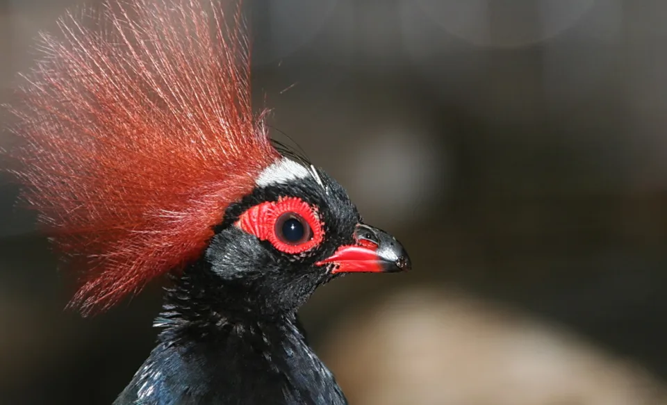Nahaufnahme eines schwarzen Vogels im Profil mit aufgestellter roter Federhaube, roter nackter Augenpartie und rotem Schnabel vor unscharfem dunklem Hintergrund.