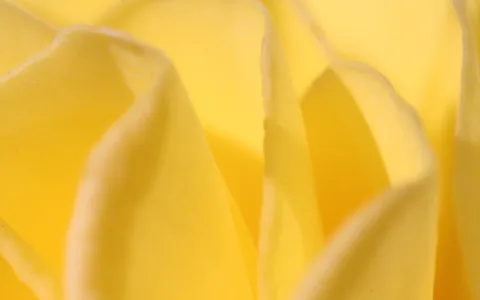 Nahaufnahme von gelben Rosenblättern mit weichen Falten und Kanten, die sich überlappen.