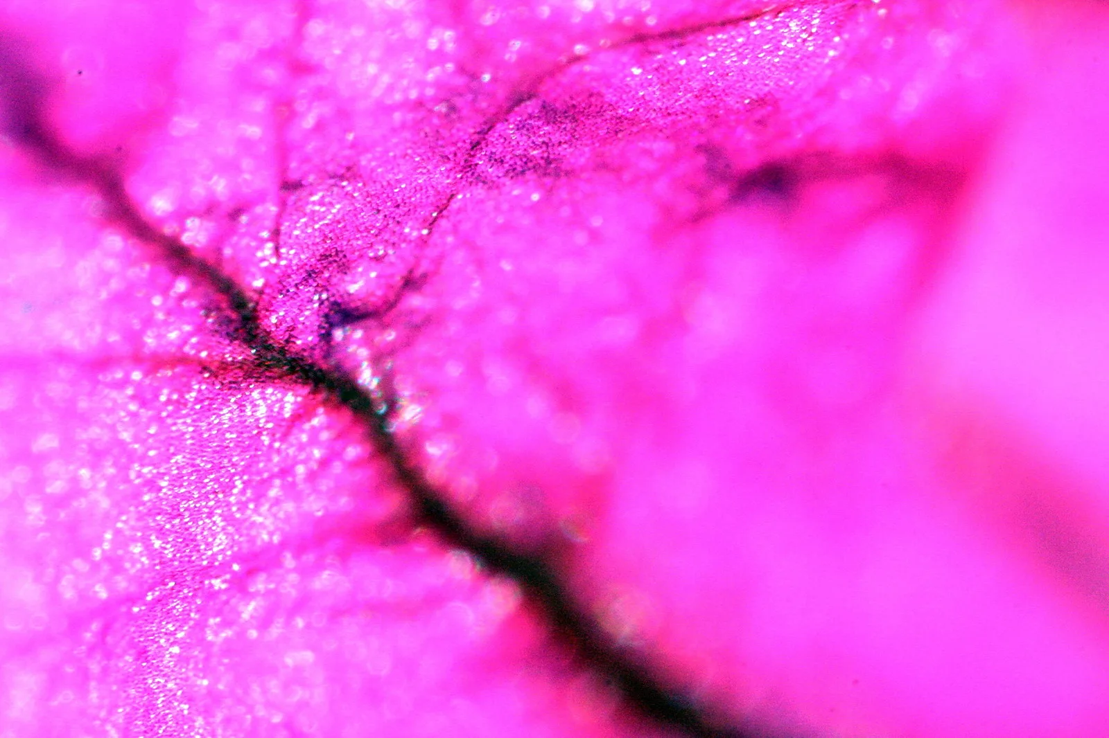 Makroaufnahme eines pinkfarbenen Blütenblatts mit glitzernder Oberfläche und dunklen Adern, die diagonal durchs Bild verlaufen.