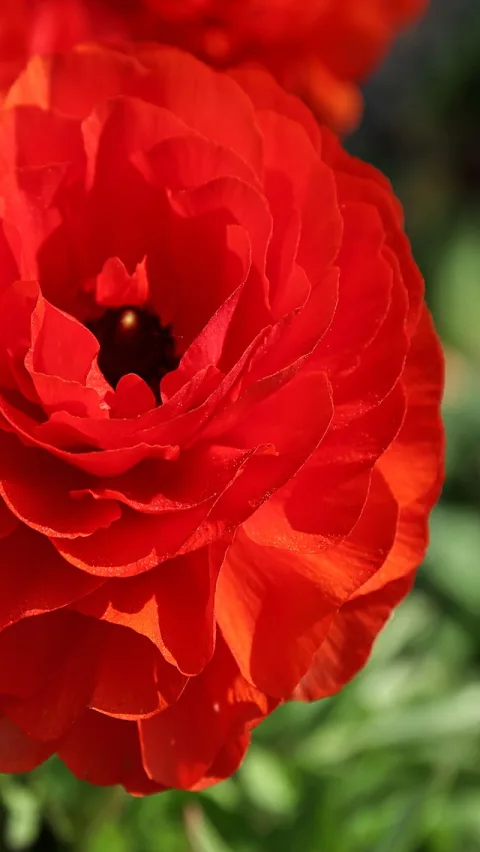 Nahaufnahme einer leuchtend roten Ranunkel mit dicht gefalteten Blütenblättern vor unscharfem grünem Hintergrund.