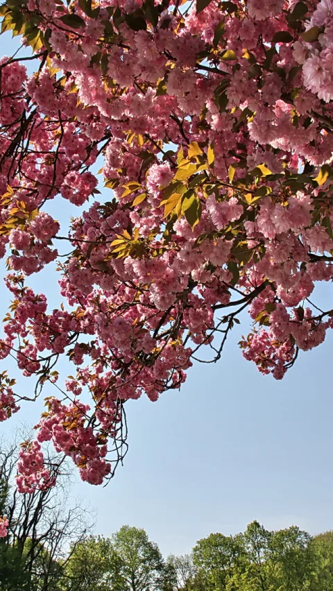 Ast eines Zierkirschbaums mit dichten rosa Blüten und gelbgrünen Blättern, darunter grüne Baumkronen und ein hellblauer Himmel.