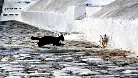 Eine schwarze Katze rennt über ein Pflaster aus grauen Steinen, vor ihr läuft eine kleine weiße Katze. Im Hintergrund eine weiß getünchte Mauer.