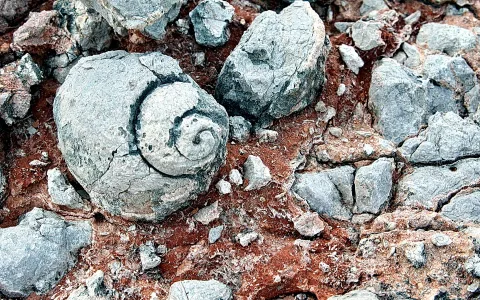 Versteinerte Schnecke mit deutlicher Spirale auf grauem Kalkstein, umgeben von rotbraunem Gestein und hellen Bruchstücken