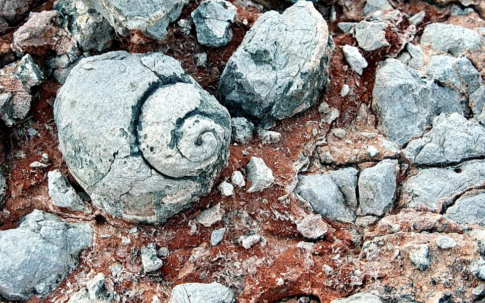 Versteinerte Schnecke mit deutlicher Spirale auf grauem Kalkstein, umgeben von rotbraunem Gestein und hellen Bruchstücken