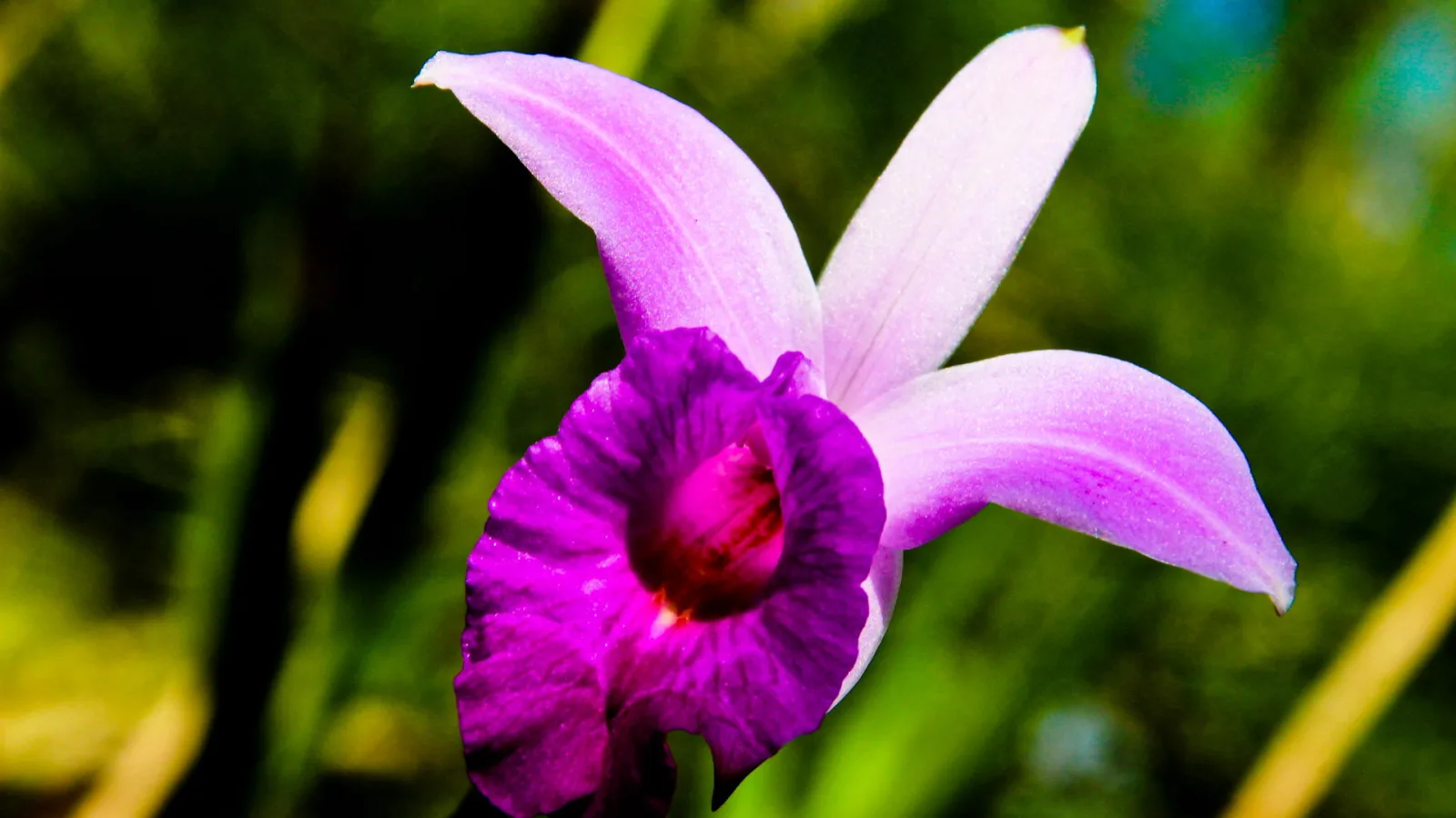 Eine violett-pinke Orchideenblüte mit dunkelmagentafarbener Lippe vor unscharfem grünem Laub