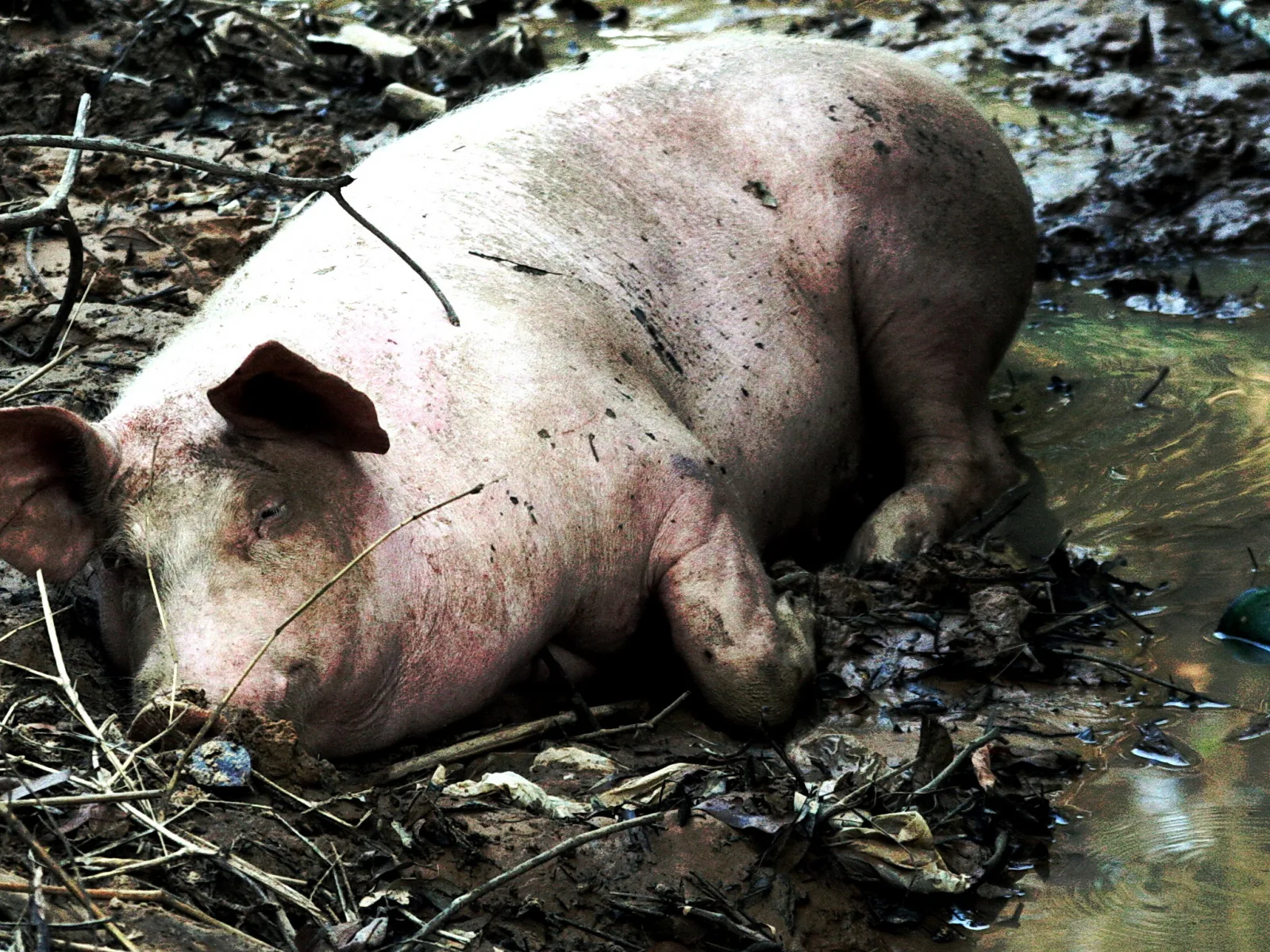 Ein rosafarbenes Schwein liegt verschmutzt im Schlamm am Rand einer Wasserfläche, umgeben von Ästen und Laub.