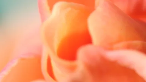 Nahaufnahme einer orangefarbenen Rosenblüte mit weich gewellten Blütenblättern, die von hellem Türkis und Pastellrosa im Hintergrund unscharf umgeben sind.