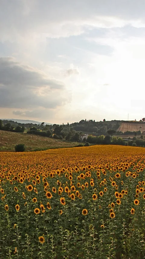 Ein weites Feld mit Sonnenblumen im Vordergrund, dahinter sanfte Hügel mit Bäumen und ein Feld, darüber bewölkter Himmel mit Sonnenlicht.