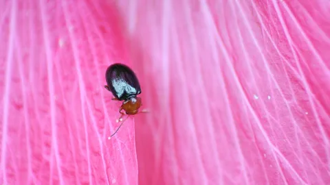 Ein kleiner dunkler Käfer mit bläulich schimmernden Flügeldecken und rotbraunem Kopf sitzt auf einem pinkfarbenen Blütenblatt mit feinen hellen Adern.