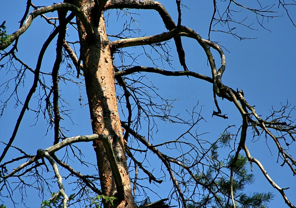 Hoher Kiefernstamm mit kahlen, verzweigten Ästen vor klarem blauem Himmel, einige grüne Nadelzweige am rechten unteren Rand.