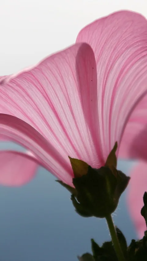 Rosa Malvenblüte von unten fotografiert, die Blütenblätter sind im Gegenlicht durchscheinend, darunter grüner Kelch und Stängel vor blauem Himmel.