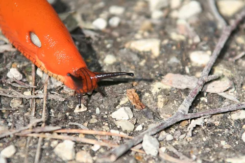 Eine orangerote Wegschnecke mit ausgestreckten Fühlern kriecht über kiesigen Boden zwischen kleinen Steinen und trockenen Zweigen.