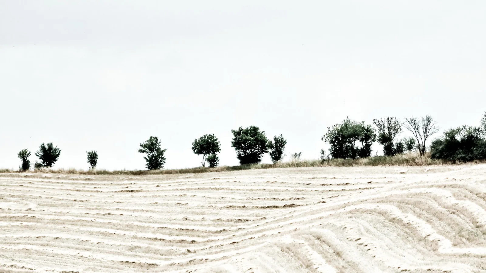 Eine Reihe kleiner Bäume am Horizont über einem hellen, gepflügten Feld unter grauem Himmel.