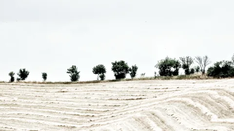 Eine Reihe kleiner Bäume am Horizont über einem hellen, gepflügten Feld unter grauem Himmel.