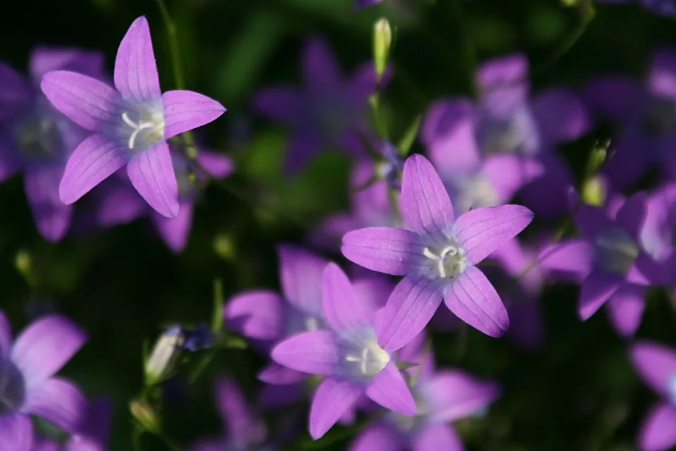 Mehrere violette, sternförmige Glockenblüten mit weißen Staubfäden vor dunkel verschwommenem grünen Hintergrund.
