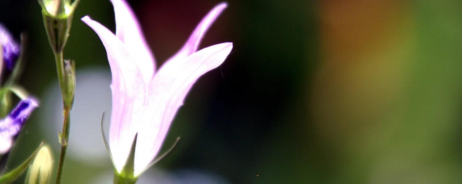 Eine hellviolette Glockenblüte im Vordergrund, dahinter unscharfes dunkles Grün mit warmen Farbflecken.