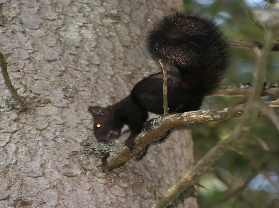 Ein schwarzes Eichhörnchen mit buschigem Schwanz klettert seitlich an einem Ast entlang, im Hintergrund ein Baumstamm mit grauer Rinde.